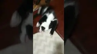 кот и оливка