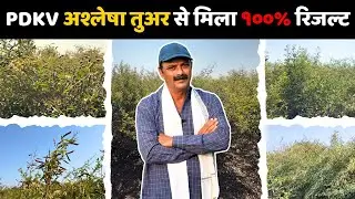 PDKV आश्लेषा - तुअर(अरहर) का मेरे खेत का अनुभव 🔥 | ✅पास या फेल ❌ ?