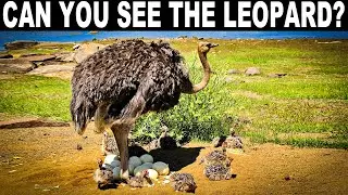 NO ONE CAN FIND ALL THE HIDDEN ANIMALS!!3 | FIND THE HIDDEN ANIMALS |100% FAIL | PUZZLE | BRAIN TEST