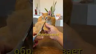 How to make a cat stylish