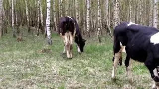 VID 20200510 130255