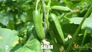 Salah F1 / AGRO EXPORT GROUP