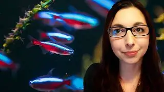 Cardinal Tetra Beginner Care Guide | How To Care For Cardinal Tetras