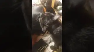 Like dog&cat 🤗