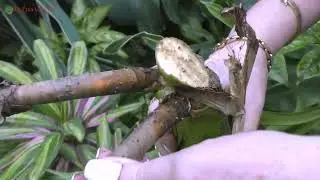 Обрезка пандануса, с последующей посадкой на укоренение.