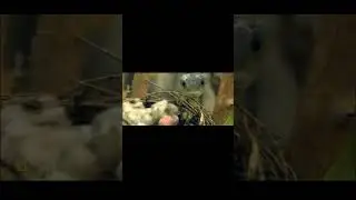 Черная Мамба Охота на птенцов