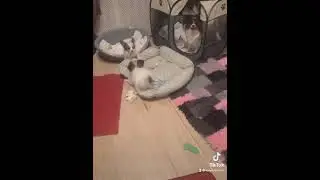 Доброе утро в питомнике папийонов Лакшери Фаворит. 