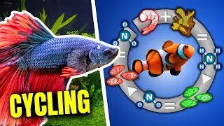 The Aquarium Nitrogen Cycle EXPLAINED (For Beginners)