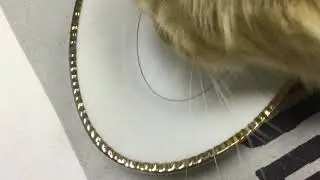Cat ASMR ft. Leo (the cat)