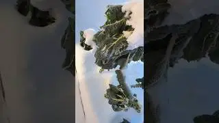Хрустящий вкус зимы ❄️ 