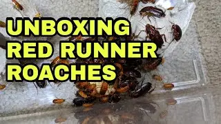 BUG UNBOXING: 100+ Red Runner (Turkestan) Roaches