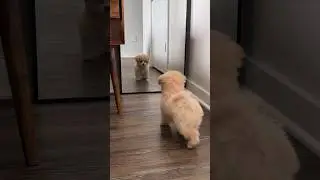 Yavru köpek aynada #shorts