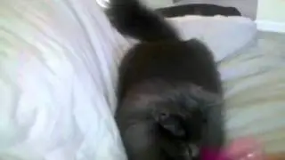 Who says cats don't fetch...