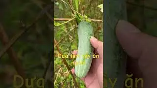 Nhà quê cần gì trồng nấy - Dưa tầm vầy ăn sống ngon! #shorts #dualeo