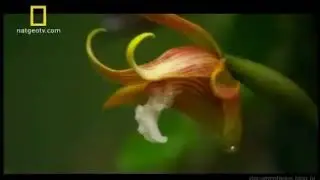 A vida selvagem na Amazônia