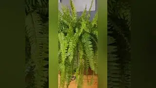 Nephrolepis exaltata "Tiger fern"(Нефролепис" Тайгер Ферн")