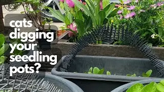 GARDENING TIP KEEP CATS OUT OF SEEDLING POTS | simple idea to solve your problem
