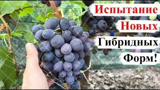Испытание НОВЫХ ГИБРИДНЫХ ФОРМ! Виноград ВОЕВОДА