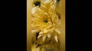 Flower Garland 🤗