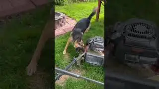 German Shepherd Mad
