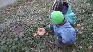 КТО ЗНАЕТ, ЧТО ЭТО ЗА ГРИБ?