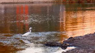 Белая цапля в бухте Омега