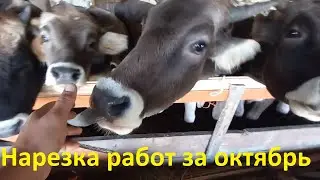 Нарезка работ за октябрь. Кошу зелёное сено коням. Кошу сорняки перед пахотой.