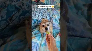 Дегустация блинчиков 😋