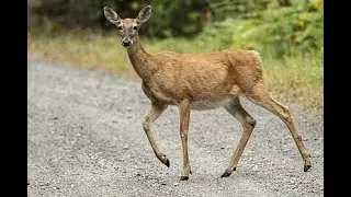 Fuck this deer bruh