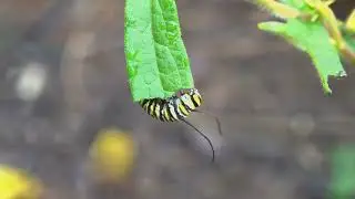 Milkweed to attract Monarch butterflies