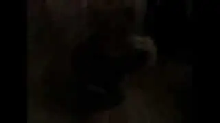 Кот жжет