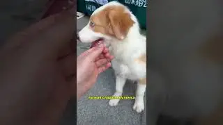 Зубареву понравилась собачка 🐶 #shorts #zubarefff