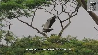 EAGLE Parents Mating in privacy!😊