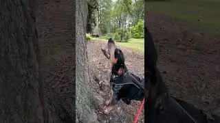 Bluetick Coonhound Baying 