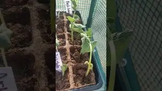 A peek at my #garden / #vegetables