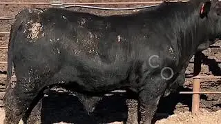Brangus Bull-1