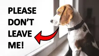 Don’t Make These Common Mistakes When Leaving Your Dog Alone