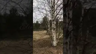 МАТУШКА-ЗЕМЛЯ,БЕЛАЯ БЕРЕЗОНЬКА 