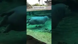 Serenidade! #hipopótamo #animaisfofos #engraçado #incrivel #viral #shorts