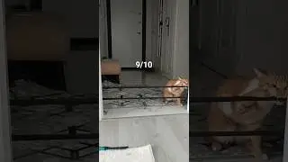#jumpingcat #cats #cat #youtubeshorts #youtube #shorts #jump