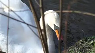 Swan