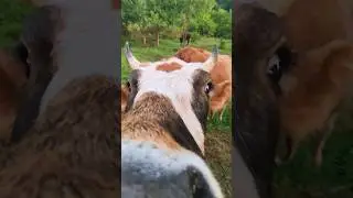 Яблочное пиршество))🐮🍏🍏🍏   #cow #cute #apple #рекомендации #new