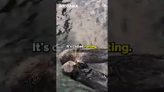 Sea Otters Hold Hands While Sleeping, Rafting to Stay Close 
