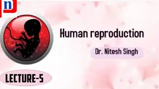 Human reproduction