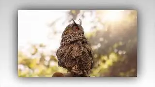 Телевизионное послание Аштар Шерана, 1977 год