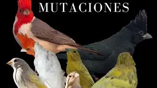 mutaciones del cardenal copete rojo y del jilguero argentino