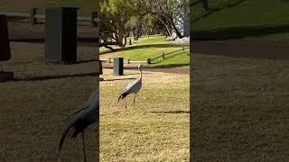 在南非Sun City遇見野生的南非國鳥藍鵲