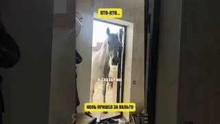 What if a horse woke you up? (Tucker Carlson translation)