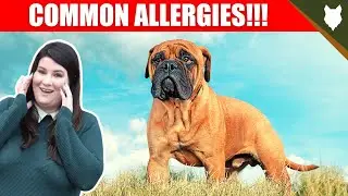 COMMON ALLERGIES FOR BULLMASTIFF