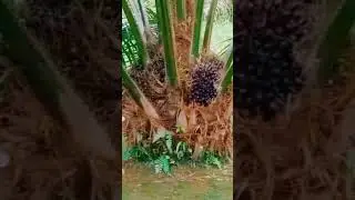 SULTAN ANDARA